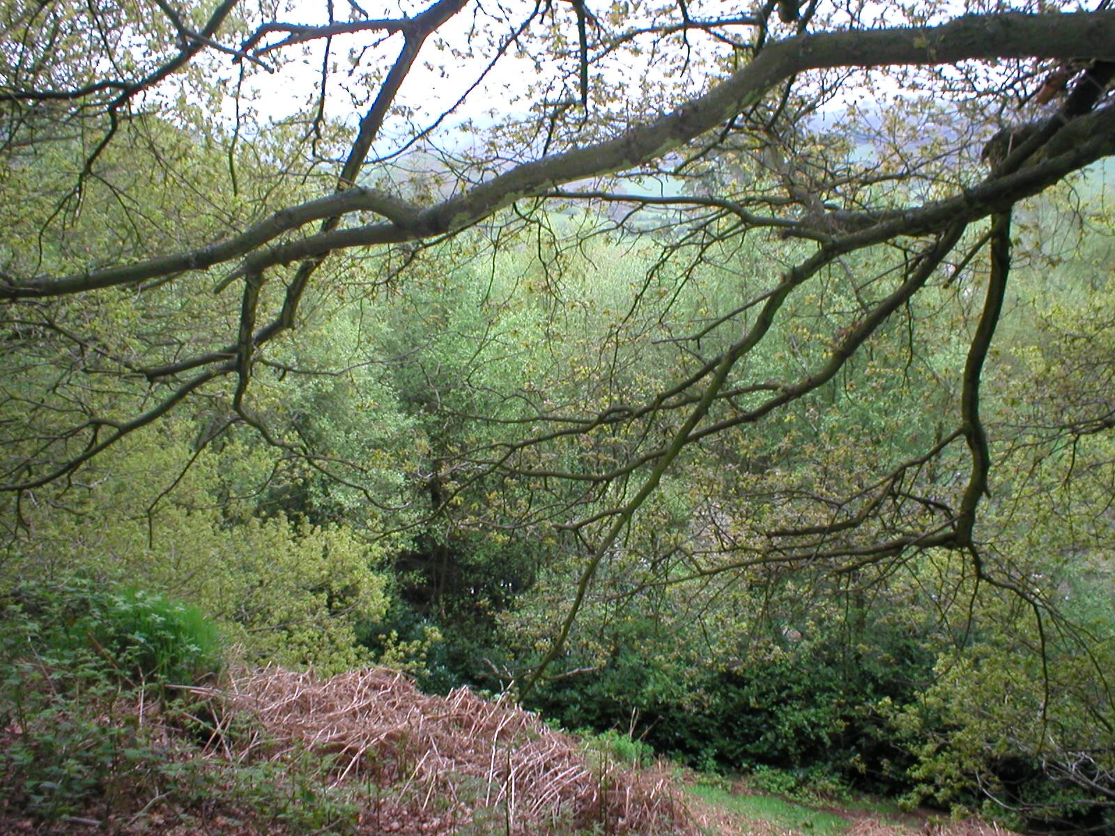 convallaria25's profile picture. 