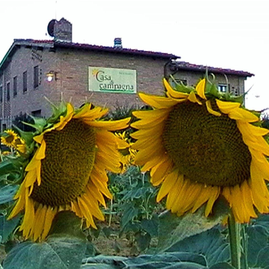 A cozy Tuscan-style B&B situated in the foothills of Siena, immersed in the sunflowers of Tuscany. Free wifi,Free parking, Swimming pool ,jacuzzi and Restaurant
