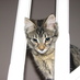 Gordon H (@lochcat) Twitter profile photo