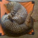 Yvette Marshall - @yvettemarshal11 - Twitter