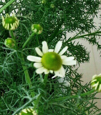 nobuka0305's profile picture. 30↑雑食系社会人。文房具(万年筆)、テニプリ(幸村、立海)、黒バス(秀徳)、刀剣乱舞(沖田組、長義周辺)、あらしっく。botと戯れてみたり萌え叫び出したり短歌を詠んでみたり。マスター業も始めました。鍵は付けたり外したり。F/R/Bご自由に。