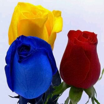 dayanabriceno's profile picture. Ambientalista de vocacion, especialista en estudio de impacto ambiental