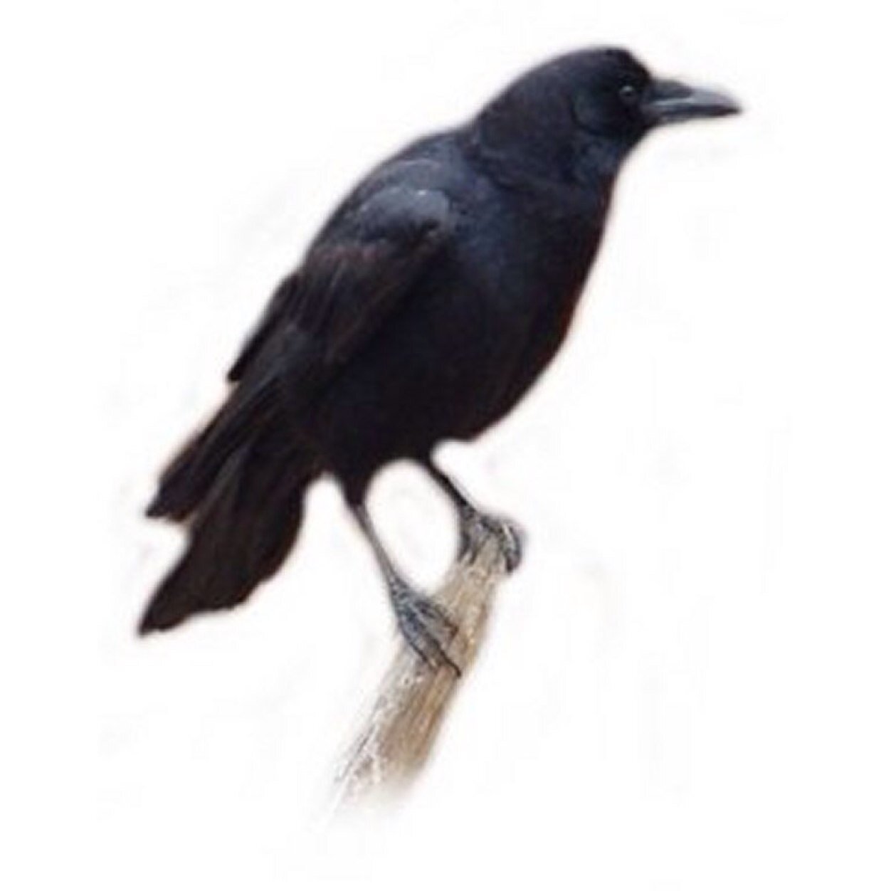 Hellocrows