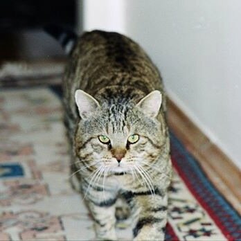 Filifed's profile picture. 