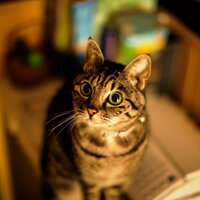 Kedi Sahipleri (@kedisahipleri) Twitter profile photo