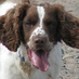 Samuel Spaniel (@samuel_spaniel) Twitter profile photo