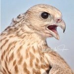 ‏‏‏‏‏‏‏‏﷽ إِنَّ اللَّهَ وَمَلَائِكَتَهُ يُصَلُّونَ عَلَى النَّبِيِّ يَا أَيُّهَا الَّذِينَ آَمَنُوا صَلُّوا عَلَيْهِ وَسَلِّمُوا تَسْلِيماً ْ