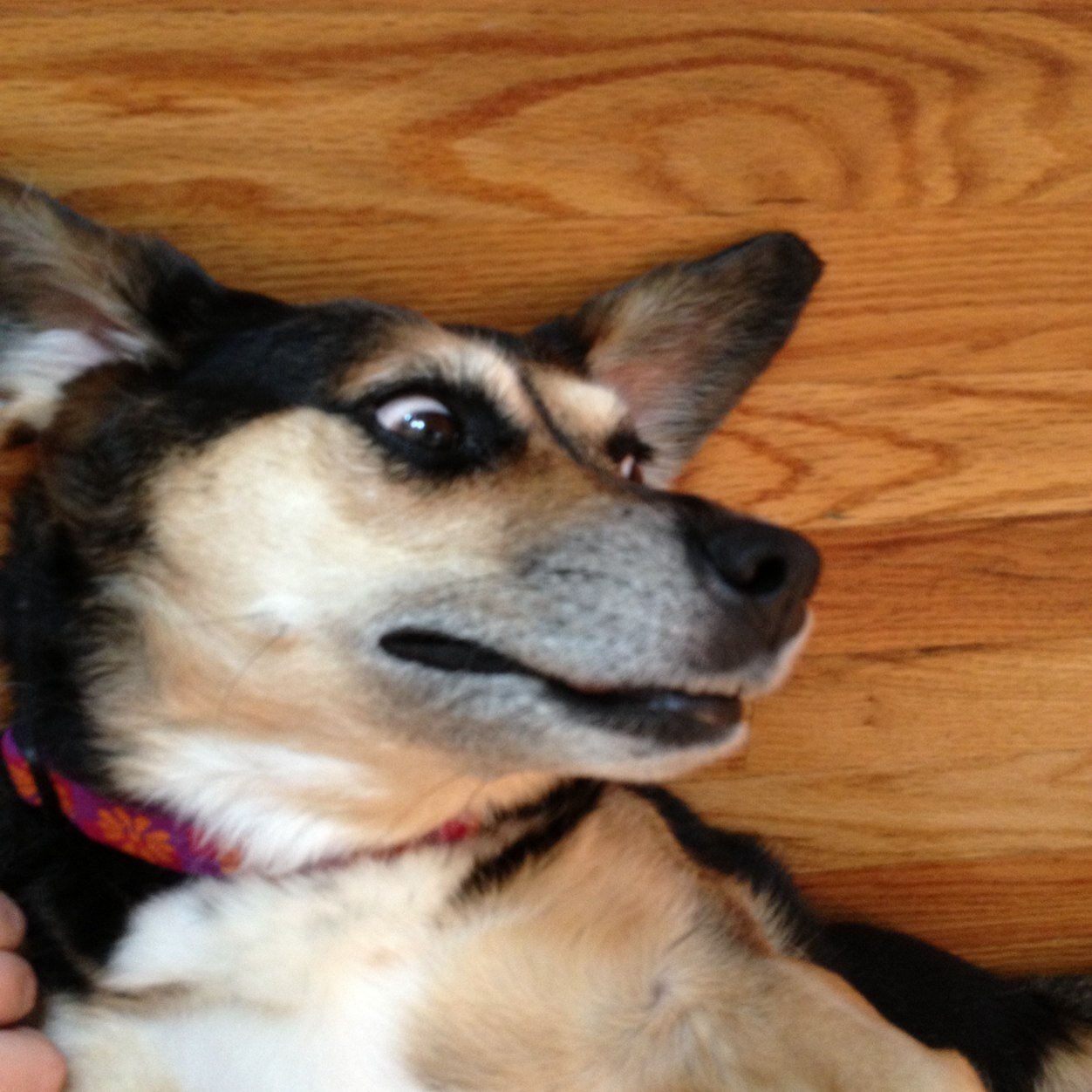 Irish wolfhound and german shepherd mix, image size:1252x1252