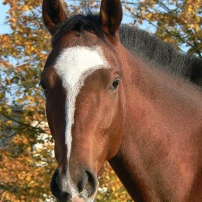 FlyrZBot's profile picture. I'm a bot !