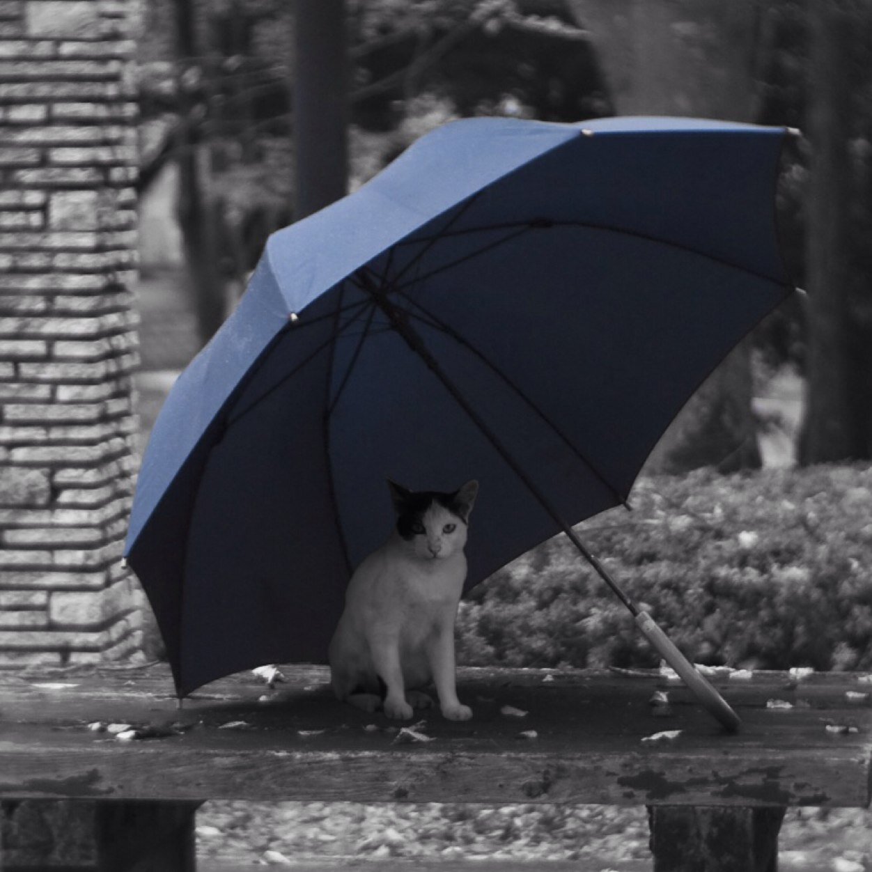主に映画、海外ドラマ（BBC〜Marvel 、HBO等 ）音楽（John Mayer/Liam Gallagher etc）猫と暮らすことを夢見る日々
