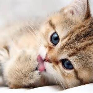 kritter38's profile picture. Proud Mom.   I am a fan of Michael Jackson, Johnny Depp, Stephen King and I love the show Castle and all the cast.