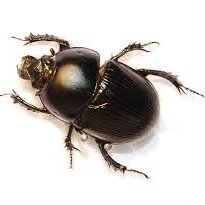 philsbeetle's profile picture. im a beetle -@fricklepayne