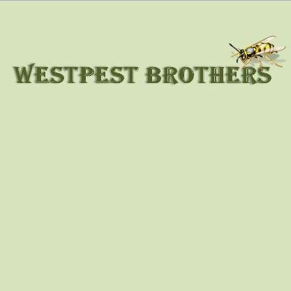 Westpest Brothers is a reliable family business trading in pest control for over 10 years. Woodworm, wasps, bees, flees, rats, mice, moles, bedbugs etc. 24/7!!!