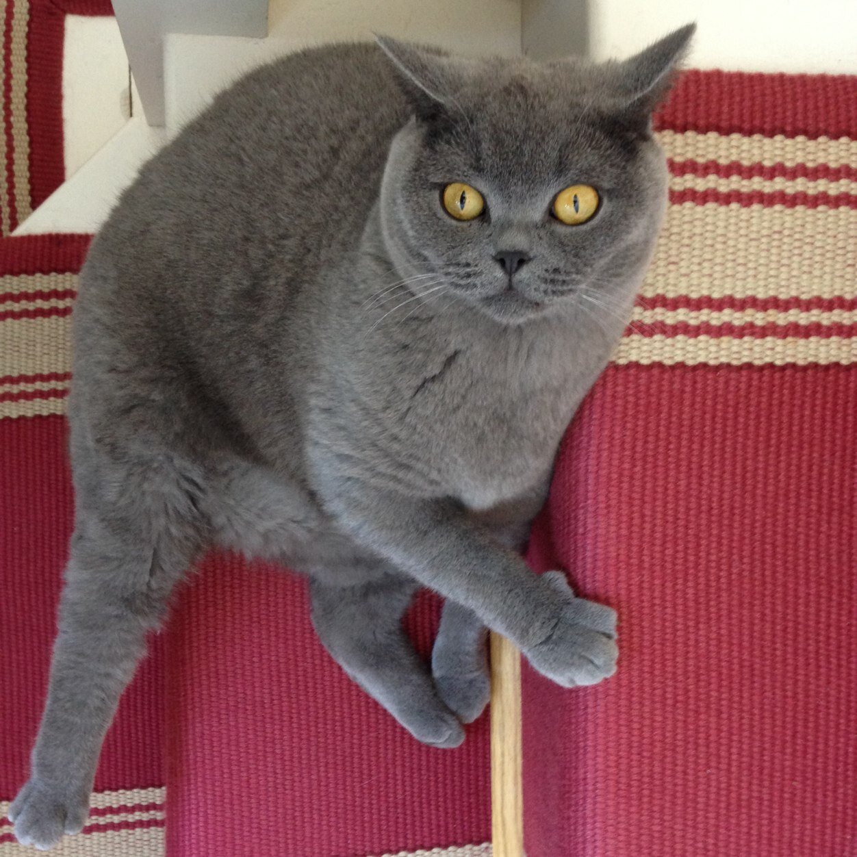 Adventures of a fat cat. Now proudly appointed HM Ambassador to the Democratic Republic of Boxes.