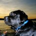 Ben (@bentheblacklab) Twitter profile photo Ben (@bentheblacklab) Twitter profile photo