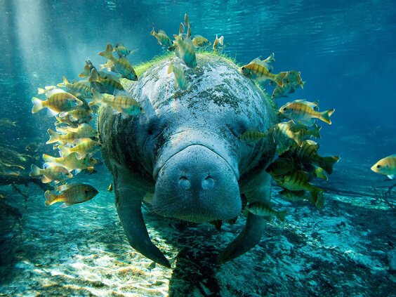 Post your self made Manatee-Pic: http://t.co/qWovS0eKdW / Facebook: http://t.co/KUu86wcID0