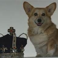 The most royal dog in history. Beloved by all monarchs. Rules through song and love. #Daughter @CissyPickles #StepDaughter @PrincessZoya_. HRH Vulcan RULES!