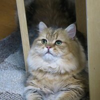 吾輩は猫である (@ttn4ud) Twitter profile photo