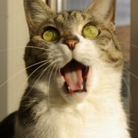 こねこ🇯🇵日本人ファースト (@el_soleil) 's Twitter Profile Photo