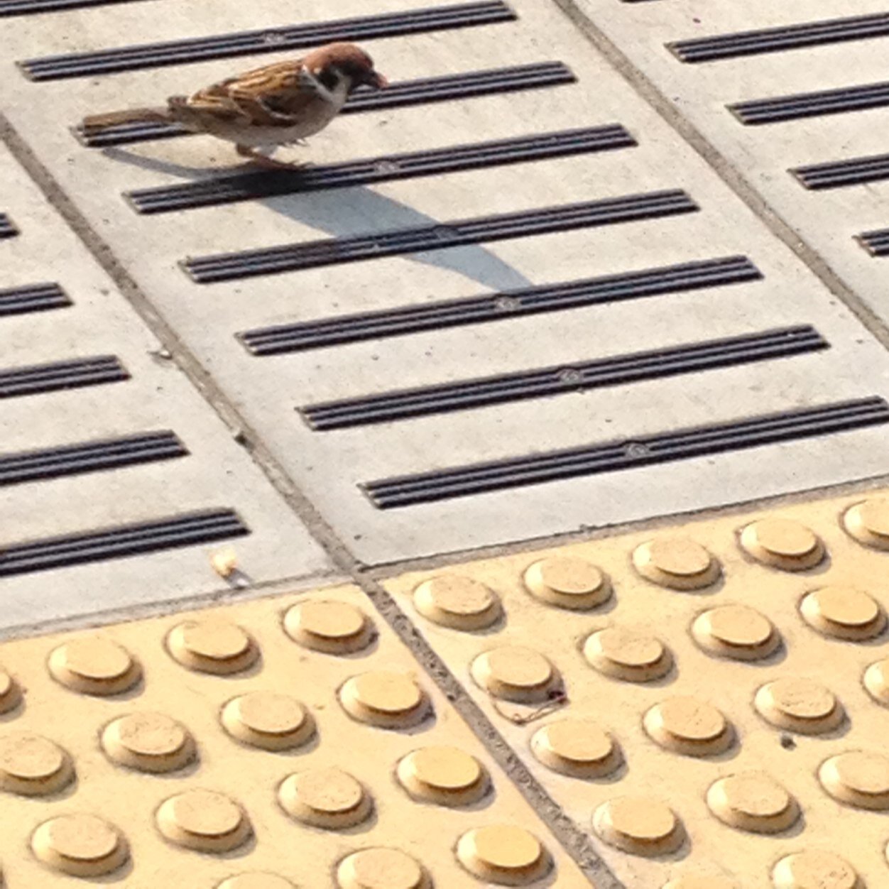 sukoyaka's profile picture. 遊ぶ金の欲しさ