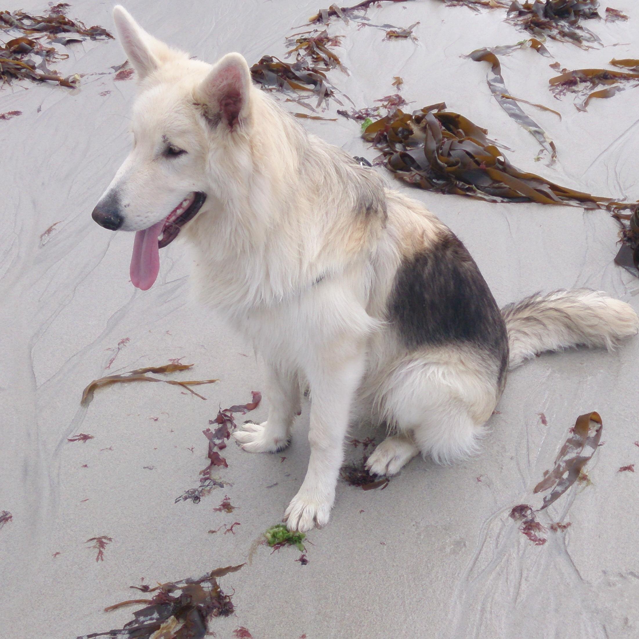 Co Founder @SallysHelpPaws