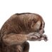 volkan (@vtokmak) Twitter profile photo
