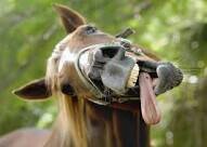 Horses4Days's profile picture. Tweets related to horses and the world renowned sport of Equestrian