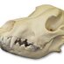 Veterinary Anatomy (@vetanatomy) Twitter profile photo