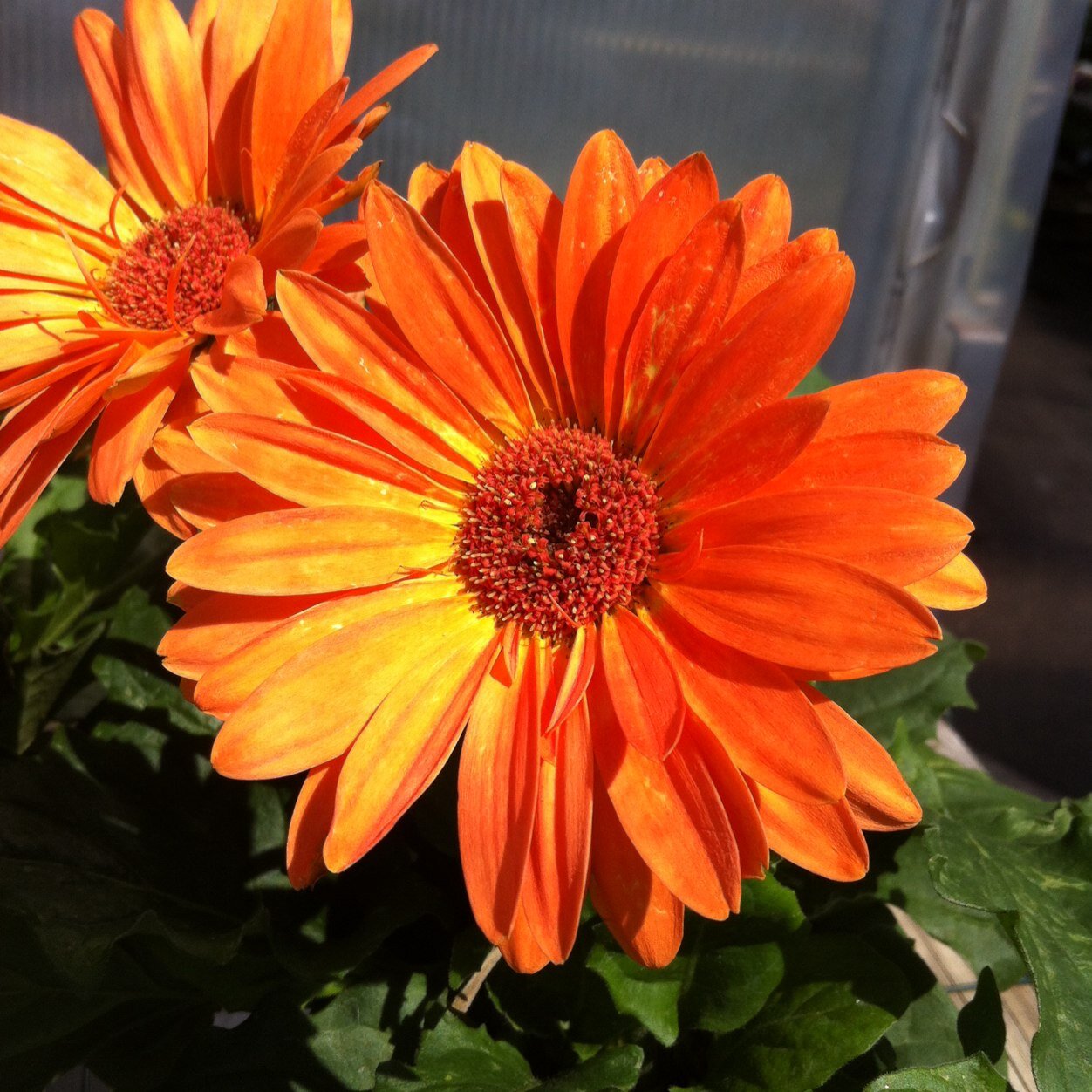 mcsd27137's profile picture. 