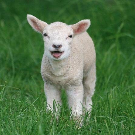 Not actually a sheep