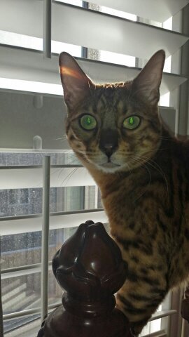 nistybree55's profile picture. 