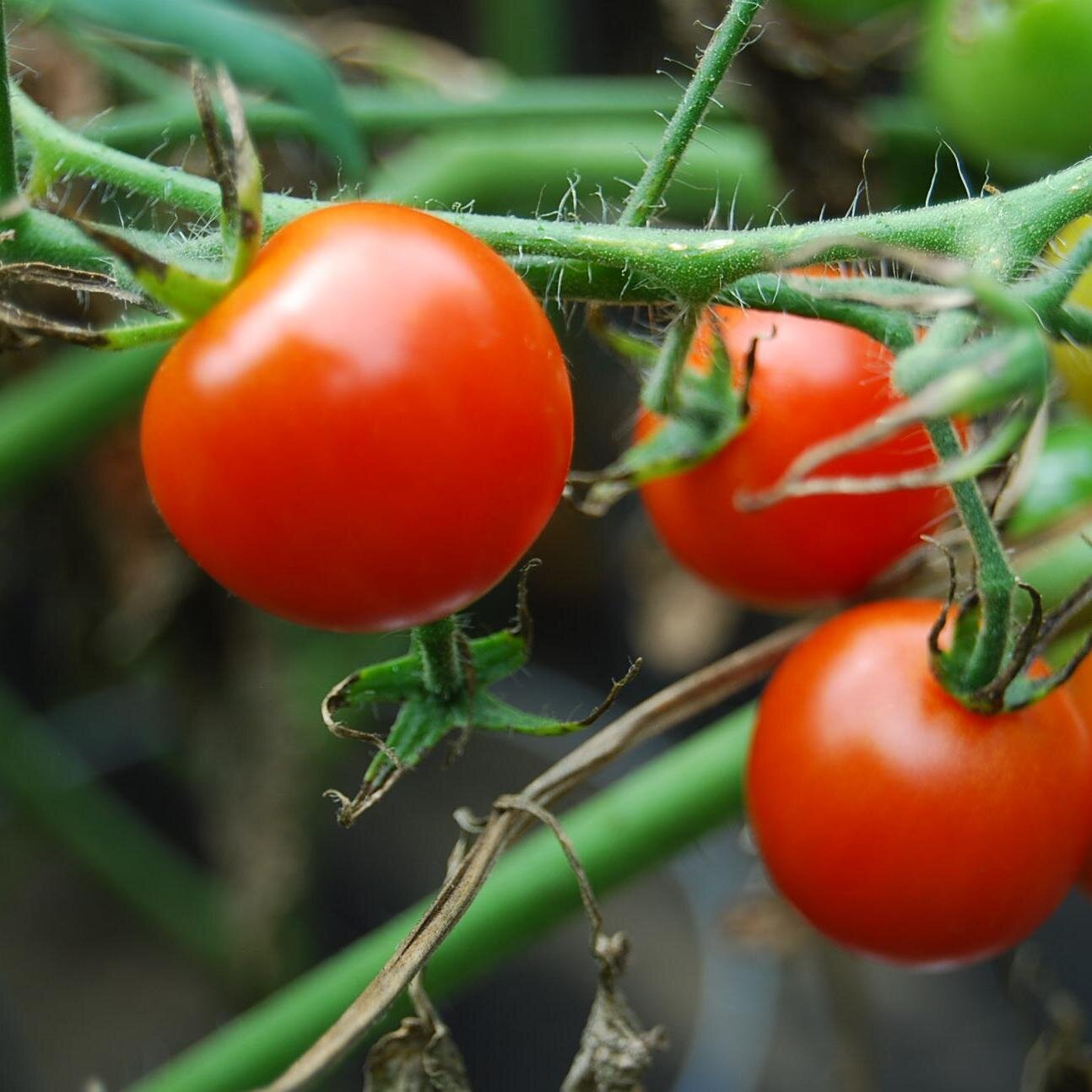Getting Natures Best, Naturally. Organic Gardening And Natural Nutrition.