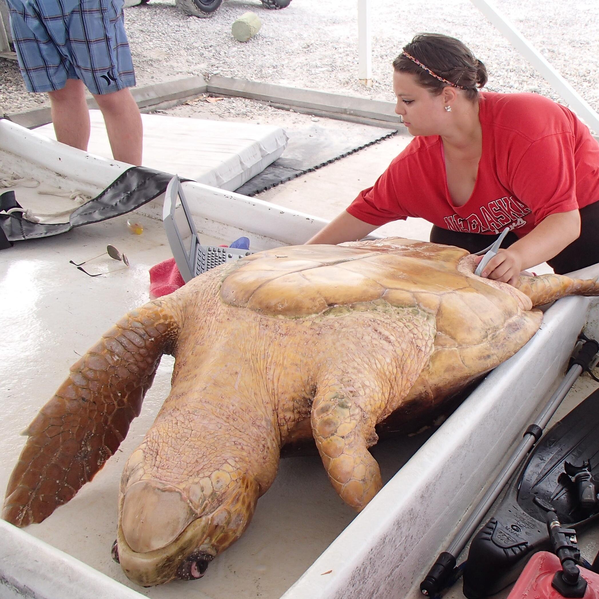 PhD project: Olive ridley repro phys in Costa Rica. Physiologist, wildlife endocrinologist. MSc was on loggerhead repro using hormone ELISAs and ultrasound.