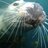 durhamcityscuba's profile image