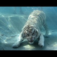 man (@mahmoodabujwid) Twitter profile photo