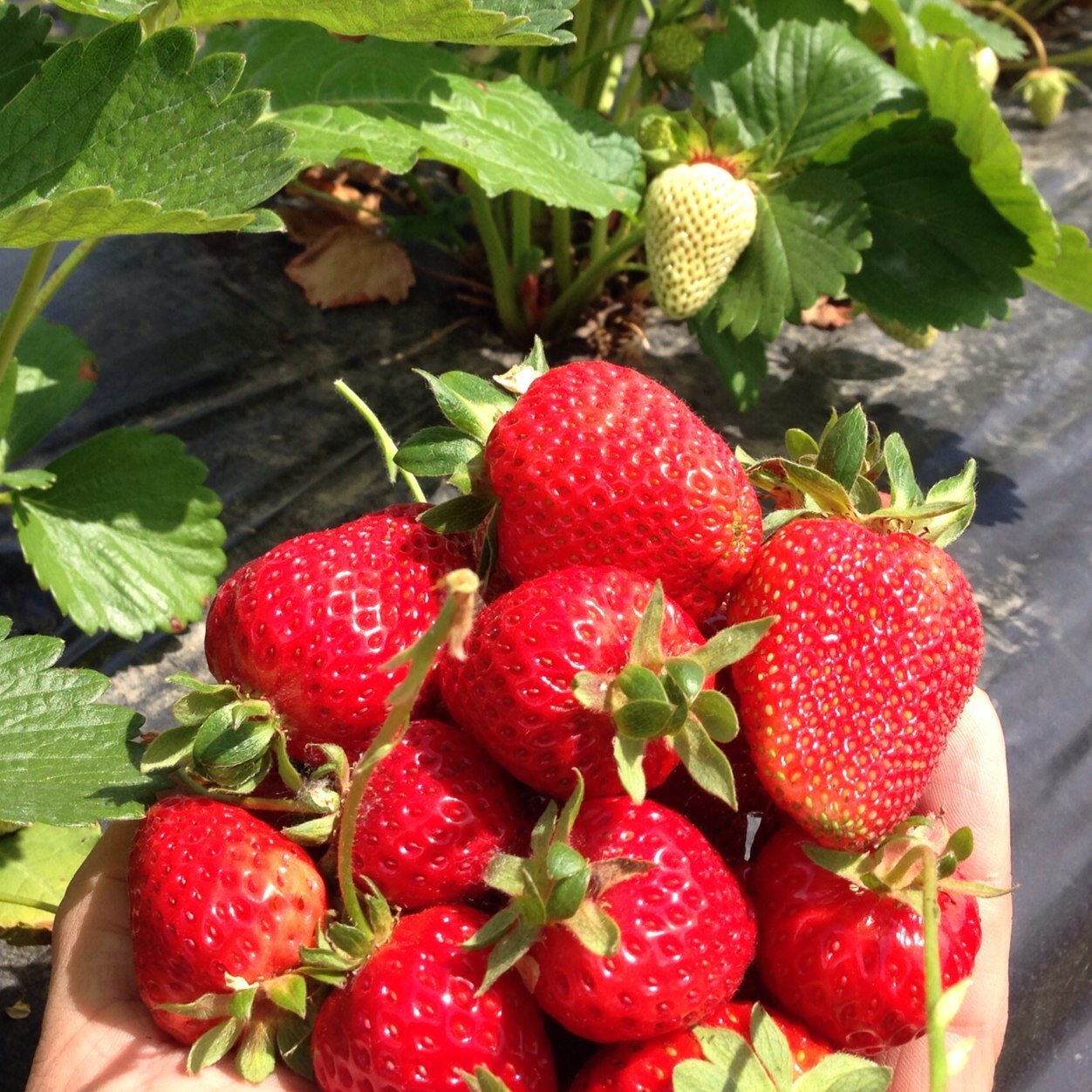 Family owned and operated berry farm.  We specialize in fresh and frozen raspberries, blueberries, blackberries strawberries, and black currants