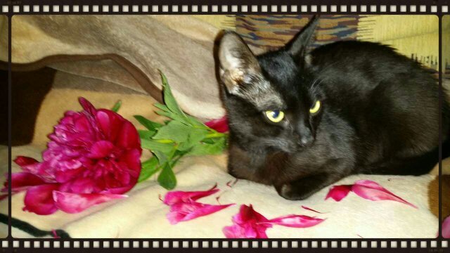 oriflam3's profile picture. 