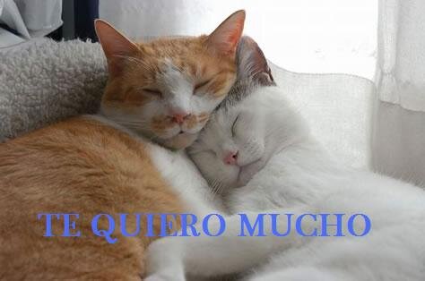 IgnacioIrarraza's profile picture. Doctor/26 años/amante de los animales/y dispuesto hacerla feliz @dianizuc
concepcion,chile