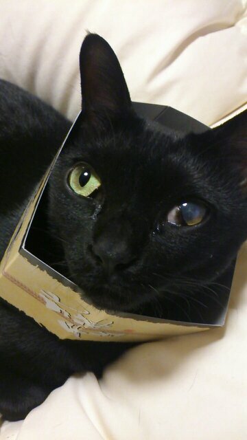 12bkNo's profile picture. 山口農業高校→YICリハ専門学校    ラグビー！