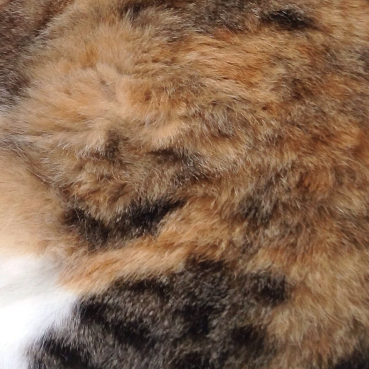 たれながし
