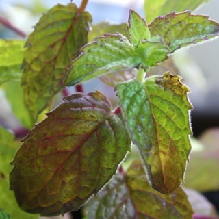 GlutenFreeGardn's profile picture. One Woman-One Garden-No Gluten