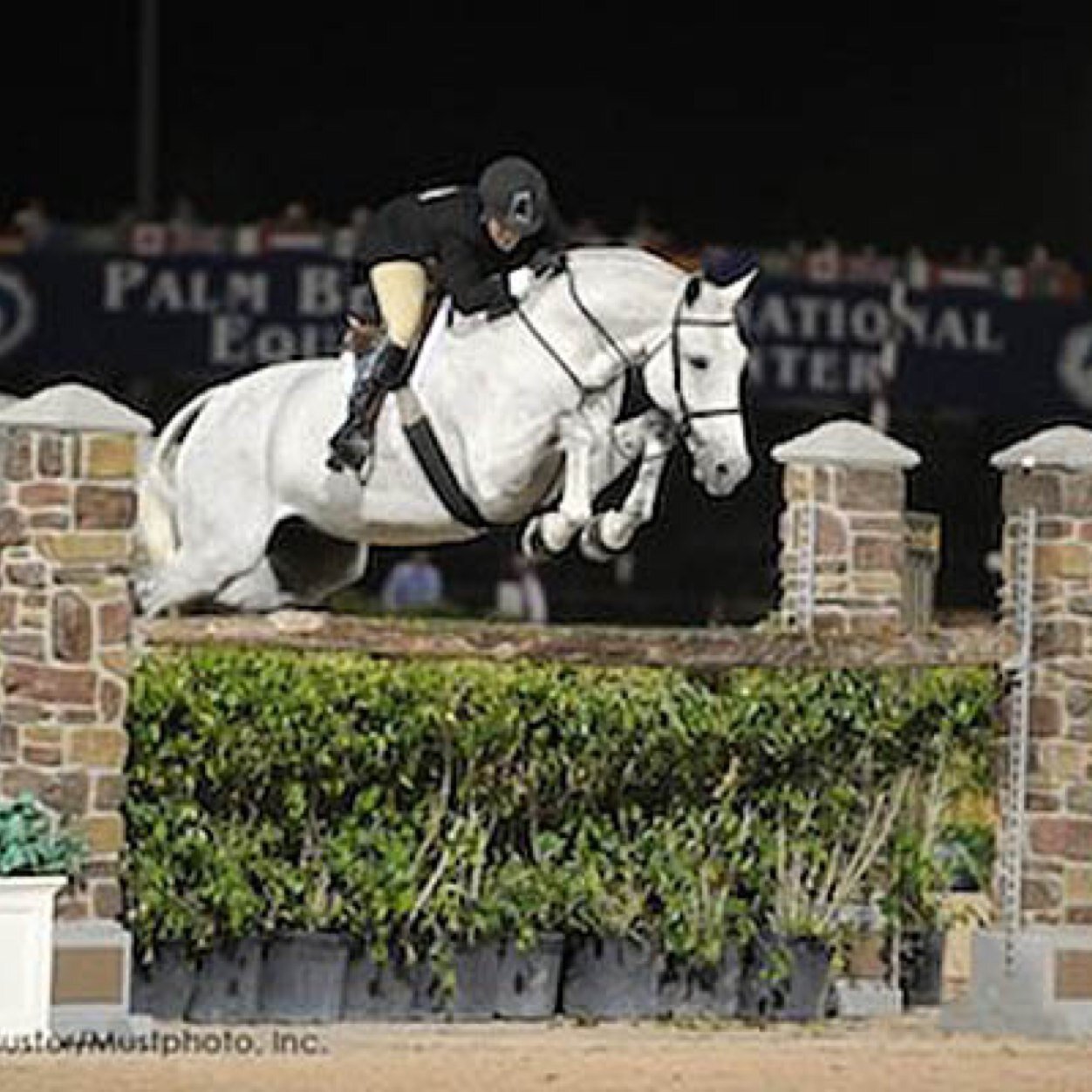 Junior//OTTB//Warmbloods