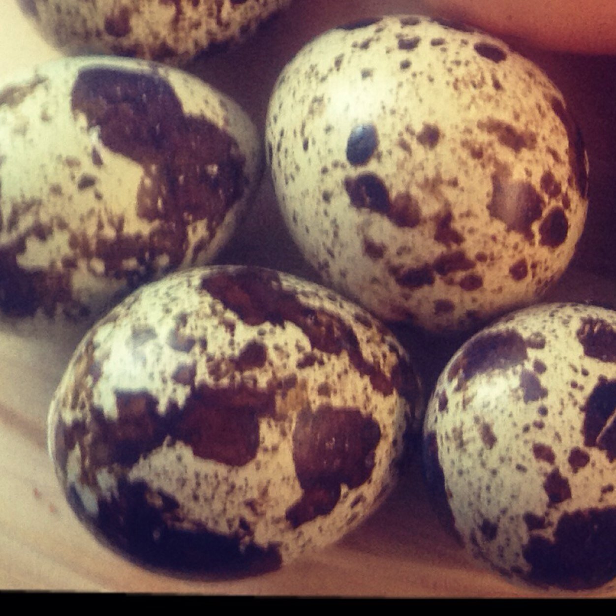 PembsQuail's profile picture. Japanese and Italian Coturnix Quail. Eggs, hatching eggs, chicks, POL hens and cocks. We are also on Facebook. pembrokeshirequail@hotmail.com