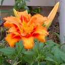 Eileen McDonnell - @eilymcd8516 - Twitter