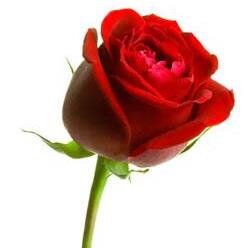 ProjectROSE2014's profile picture. Our goal is to empower single moms to pursue an education and make their dreams a reality. Our mission is to increase access to the tools necessary to succeed.