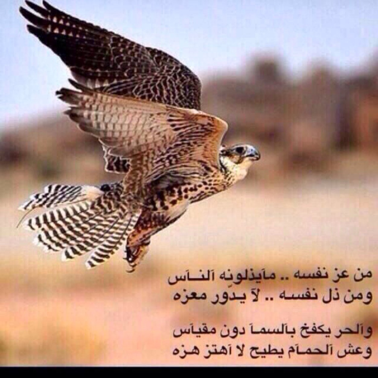 alnmsiy's profile picture. 