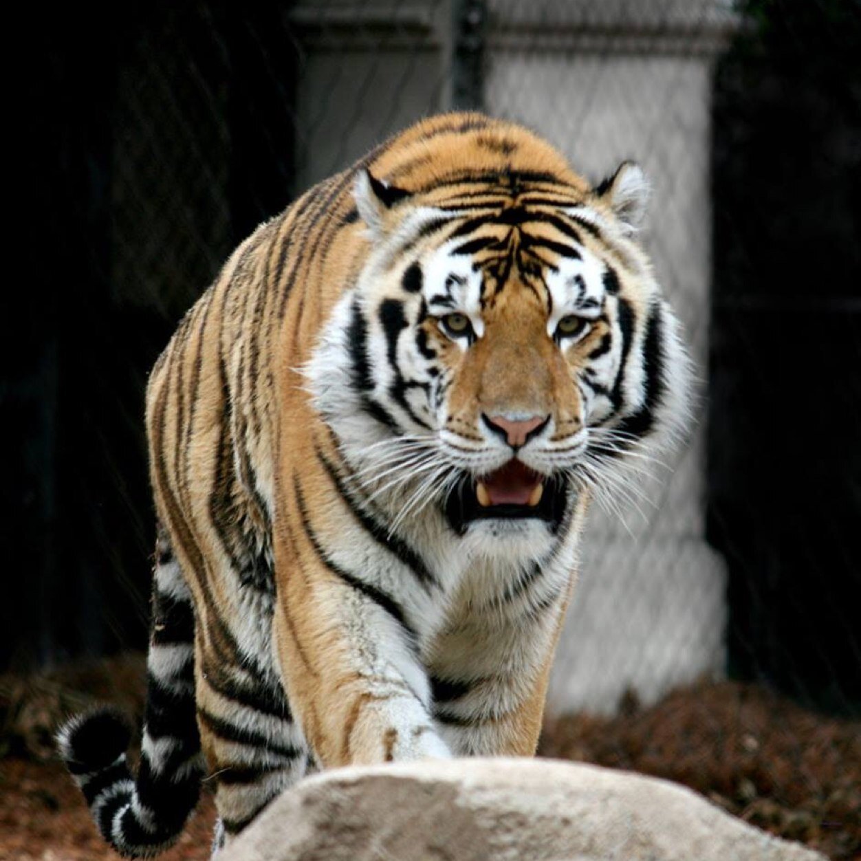 mark_tigers's profile picture. 