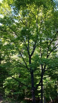 awnelms's profile picture. Just me, following others.