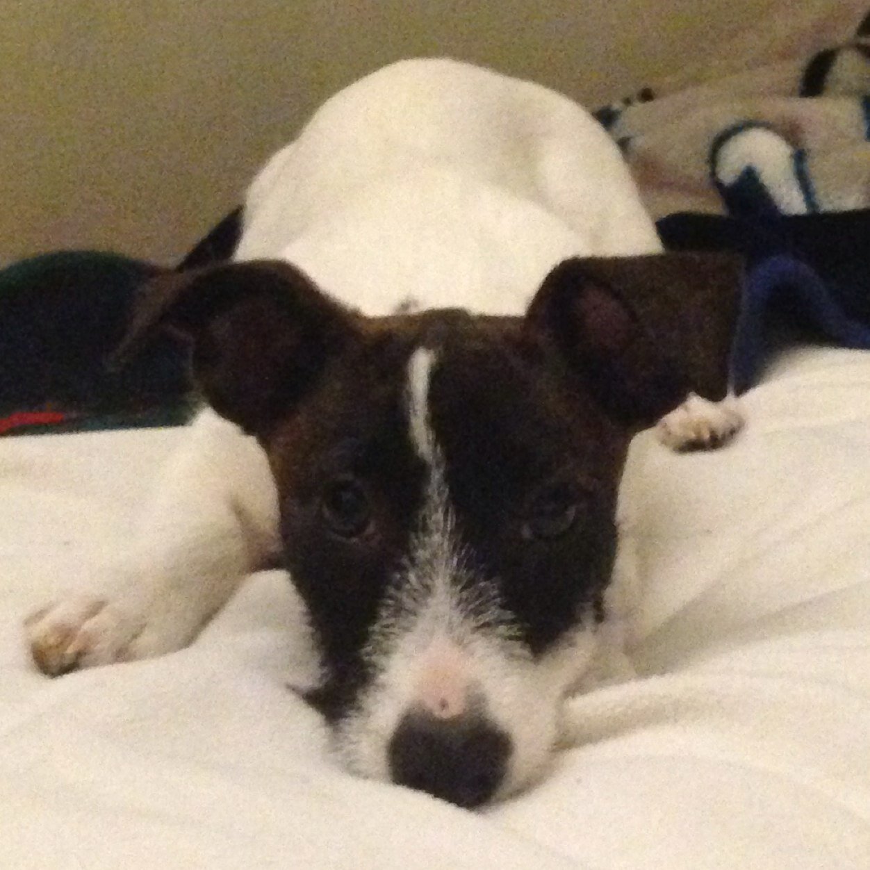 Jack Russell Terrier versus the world