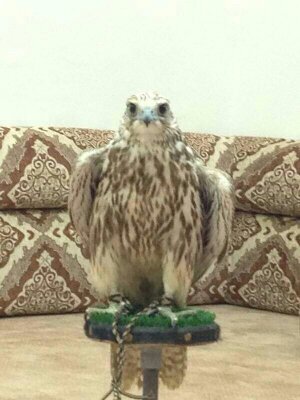 datsun3737555's profile picture. كل التغريدت الي ف حسابي  ....ترضي الله ........قران كريم .....احاديث  نبويه  .... حكم وامثال   .....جعلها  صدقه جاريه عني   ...